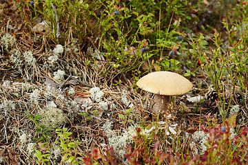 Image showing Boletus mushroom