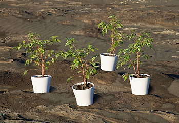 Image showing Gardening of stony desert