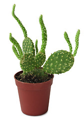 Image showing Opuntia - cactus in a pot
