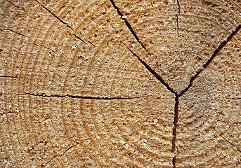 Image showing Tree stump - wooden background