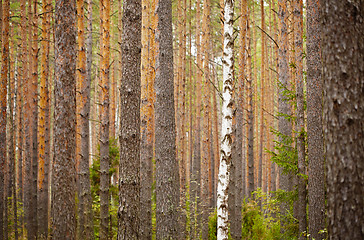 Image showing One birch among pine forest - background