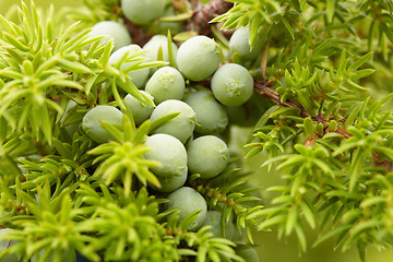 Image showing Green fruit of juniper