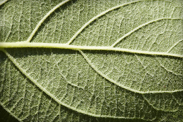 Image showing Green leaf plants