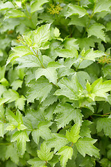 Image showing Green foliage on guelder-rose bush