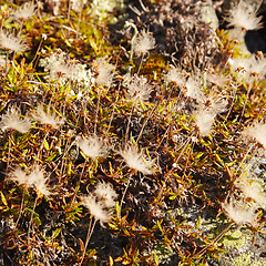 Image showing Fruits of northern mountain miniature plants