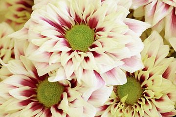 Image showing Background of large flowers - Chrysanthemums