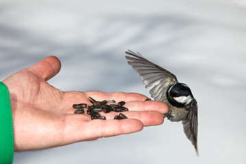 Image showing Chickadee