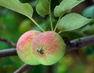 Image showing Two apples