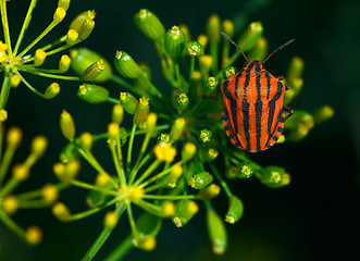 Image showing Red bug.