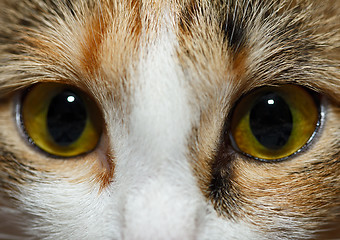 Image showing Eyes