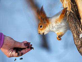 Image showing Squirrel.