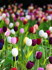 Image showing Field of tulips