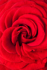 Image showing dark red rose