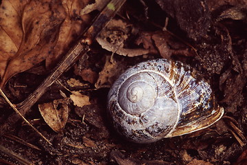 Image showing Snail