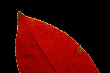 Image showing Red Leaf Part