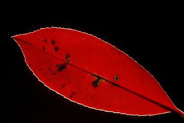 Image showing Red Leaf