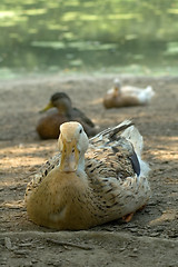 Image showing ducks