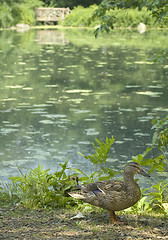 Image showing duck