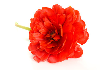 Image showing Red tulip bud isolated