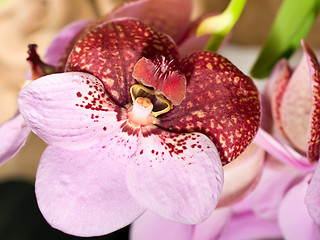 Image showing cymbidium or orchid flower in Keukenhof