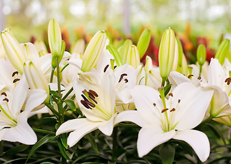 Image showing Close-up of Lily flowers from Keukenhof