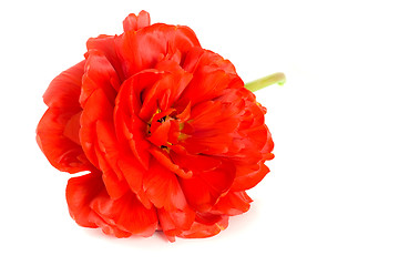 Image showing Close-up of Red tulip bud