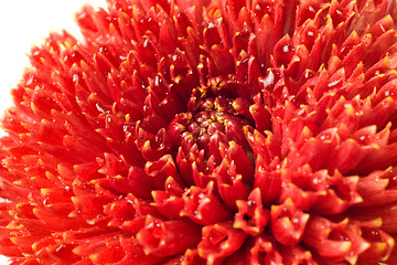 Image showing Summer time. Red dahlia bud isolated