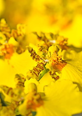 Image showing Close-up of Oncidium orchid flower