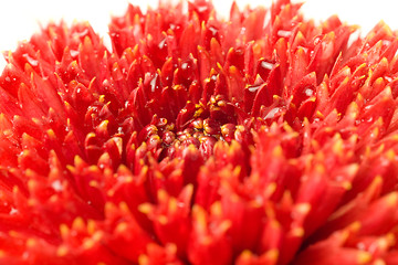 Image showing Macro of Red dahlia bud isolated