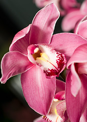 Image showing Pink Cymbidium or orchid flower bud 