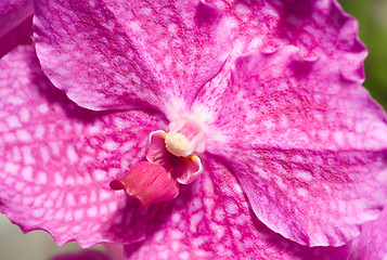 Image showing Orchid flower in Keukenhof park