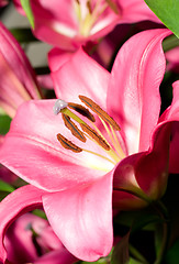 Image showing Red Lily flower from Keukenhof park