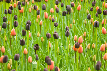 Image showing Dutch colorful tulips in Keukenhof park