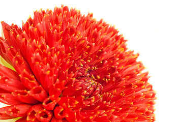 Image showing Macro of Red georgina flower bud