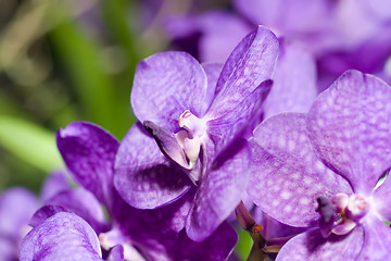 Image showing Close-up of lilac cymbidium orchid