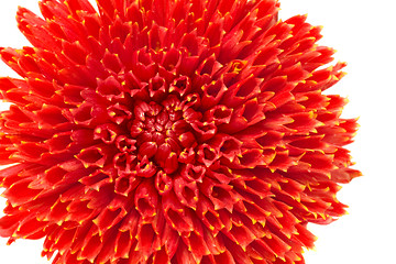 Image showing Red georgina flower bud isolated