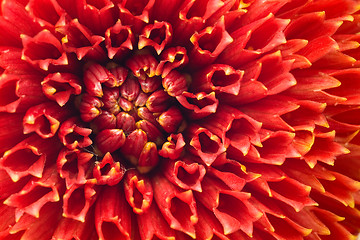 Image showing Macro of Red dahlia flower bud