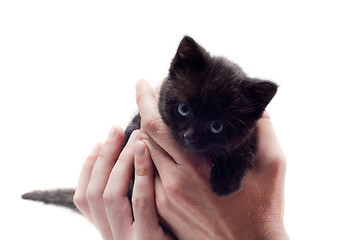 Image showing Little cute kitten