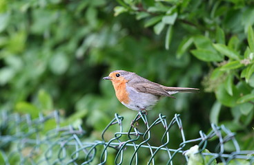 Image showing Robin