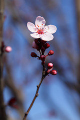 Image showing Blooming tree flower