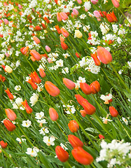 Image showing Angle shot of flowerbed in Keukenhof park