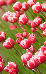 Image showing Angle shot of red Dutch tulips flowerbed