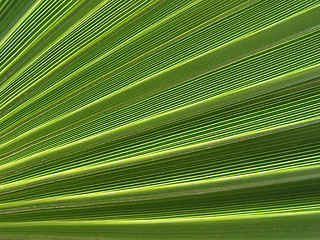 Image showing Detail - fan palm