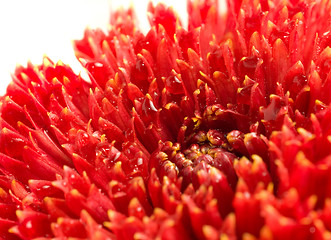 Image showing Red dahlia bud with drops