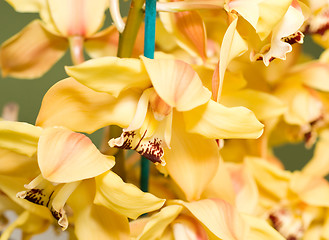 Image showing Yellow Cymbidium or orchid flower