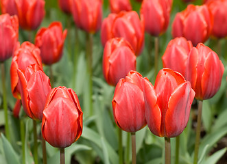 Image showing Close-up of red Dutch tulips flowerbed