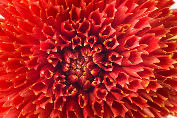 Image showing Macro of red georgina 