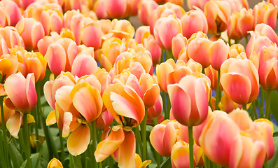Image showing Pink and yellow Dutch tulips flowerbed