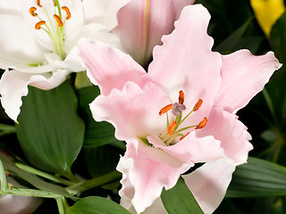 Image showing Lily flower from Keukenhof park