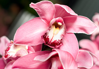 Image showing Pink orchid or Cymbidium flower